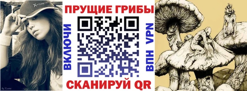 Псилоцибиновые грибы Magic Shrooms  магазин продажи   Сенгилей 